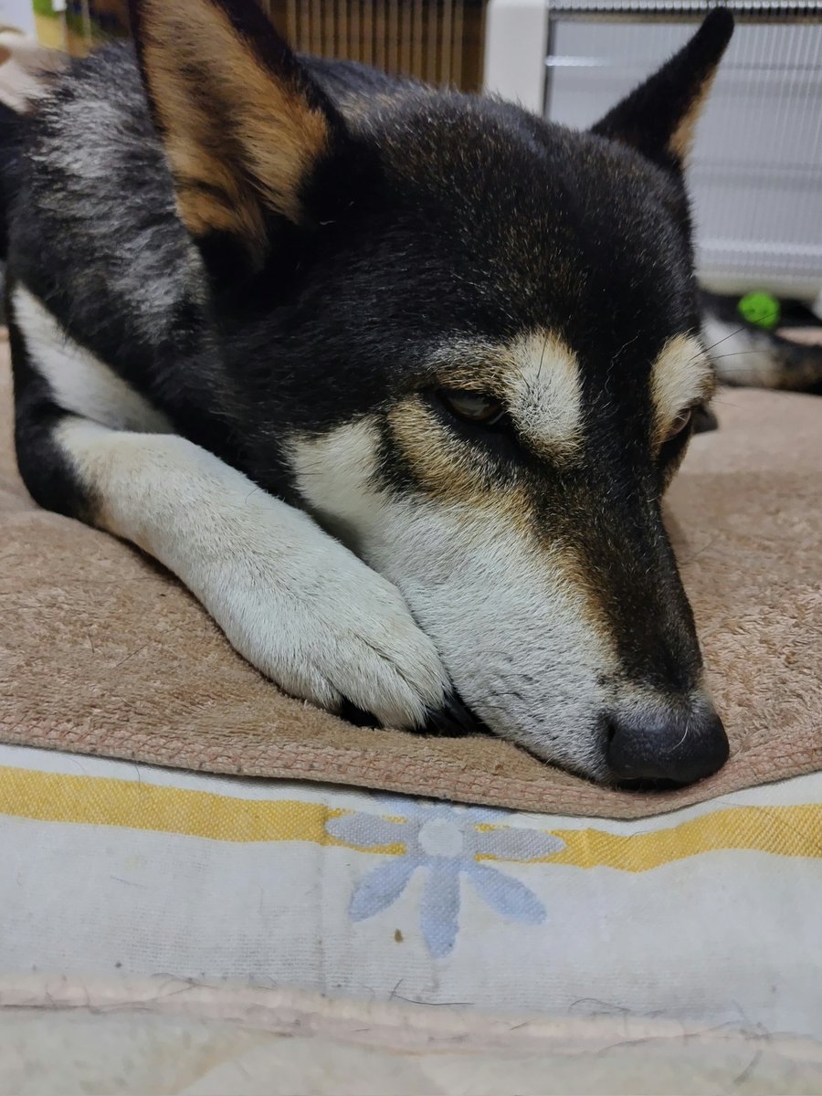 yipo121's tweet image. 狂犬病の注射行ってきた。
前回の症状の経過確認。肌の気になるところも診てもらい、アドバイスもらってきた。

先生大好きゆずちゃんは、診察後のおやつを前に、お手お手攻撃で必死😁

季節の変わり目で胃腸炎起こしてる子多いからご飯少なめで良いかも、と。

2025/4/23
体重15.1kg ほぼ現状維持