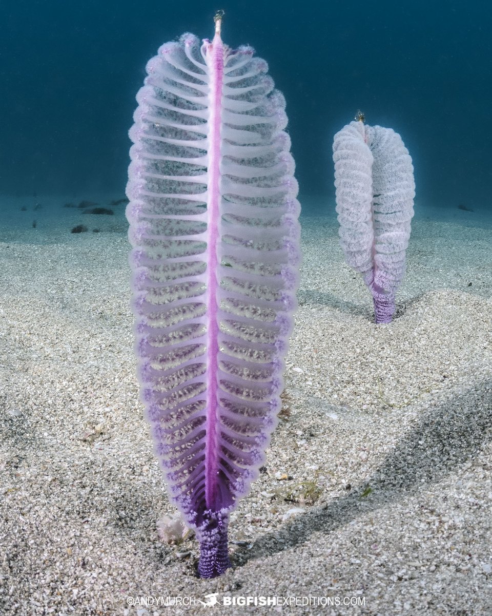 BigFishTrips's tweet photo. Pretty in pink. When I'm chasing sharks and rays in the sand in Japan, I sometimes stumble upon unexpected treats, like this field of beautiful Purple Sea Pens (Virgularia gustaviana). #seapen #virgulariagustaviana #chasingrays #cnidarian #oceancolours https://t.co/etqqaSUwmr