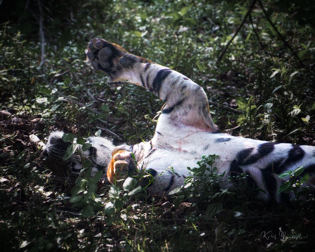 wanderlust_kris's tweet photo. Sleep like a baby even if you are a Tiger 

#karnataka #karnatakaforest #forest #junglesafari #wildlife #wildlifephotography #natgeo #natgeowild #natgeowildlife #iganimals #animalsofinstagram #nikonindia #shotonnikon #nikon #krishwanderlustphotography #thegboots https://t.co/RtOqPbep2v