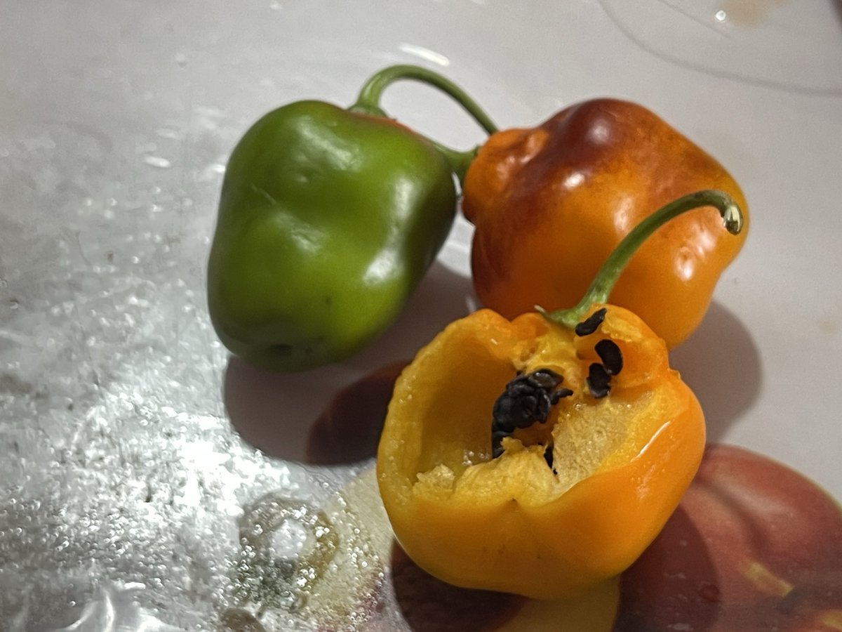 激辛ハラペーニョ