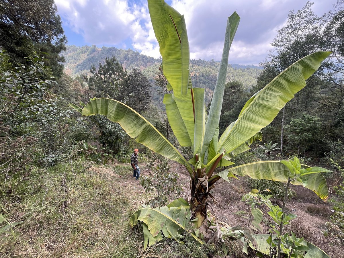 パクチーの花、パイナップル、アボカド、バナナ