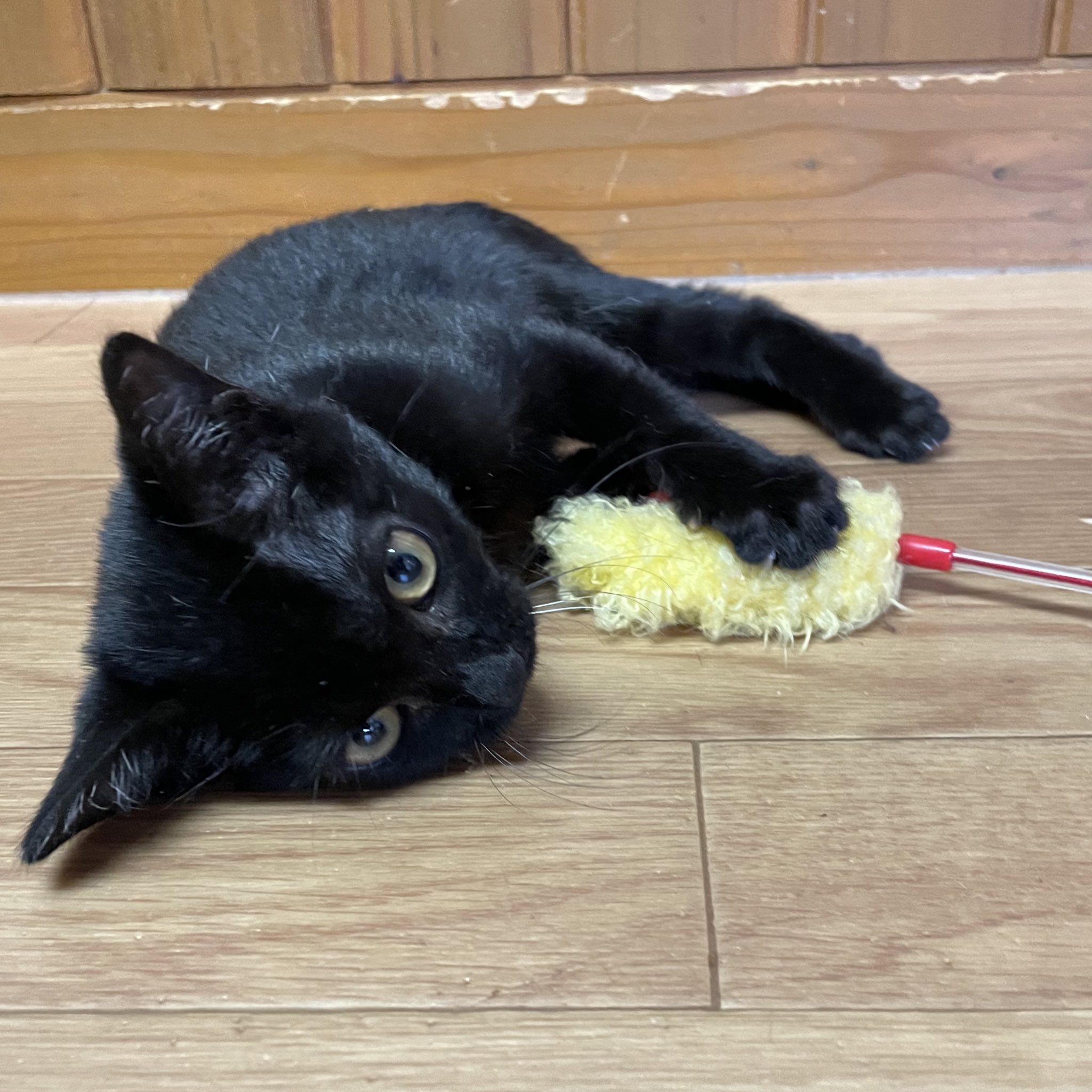 JP_SAKURA ねこじゃらし 猫じゃらし 鳥 羽 ロング おもちゃ 釣り竿