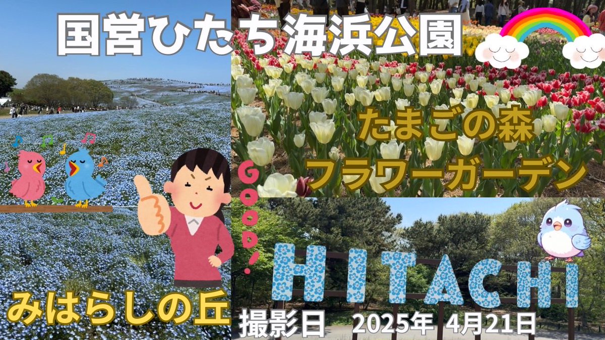 potchannel36's tweet photo. こんにちは😃

久しぶりの動画公開でーす♪

茨城県の観光名所の国営ひたち海浜公園のネモフィラを見てきました😁

ぽて爺のお出かけをお楽しみください😊

https://t.co/xa6k6bNJ84

#国営ひたち海浜公園
#ネモフィラ
#チューリップ
#ぽて爺ちゃんねる https://t.co/Lv6Qo7bN71