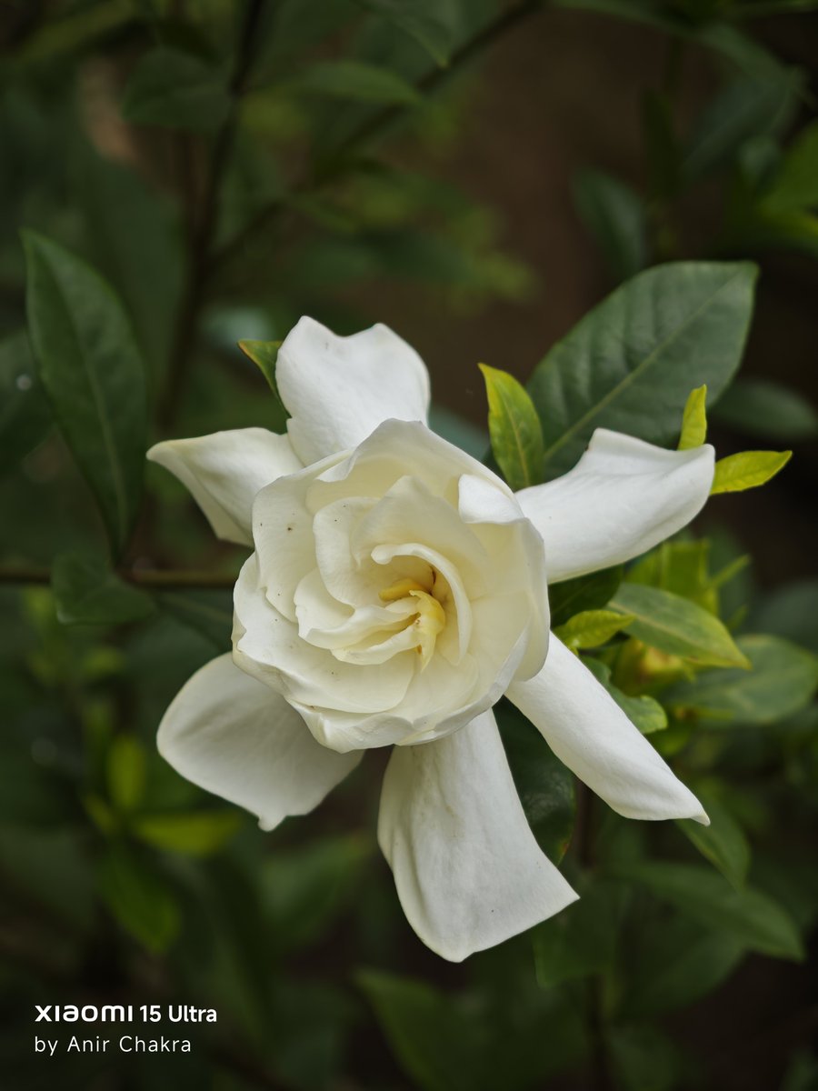 Anir Chakraborty tweet media