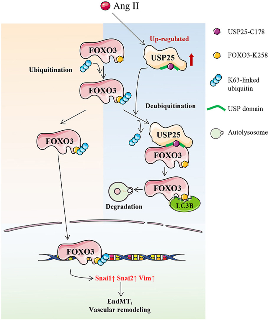 ActaPharmSinB's tweet photo. Article✍️#USP25 #ameliorates #vascular remodeling by #deubiquitinating FOXO3 and promoting #autophagic degradation of #FOXO3. From Dr. Liang @WenzhouMedicalUniversity; @ELSpharma.
https://t.co/ktaVOzeSwb. https://t.co/5c99qvemNl