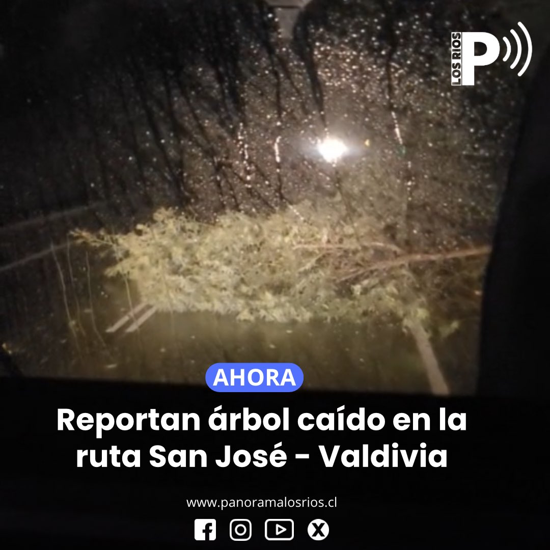 🔵 ¡Precaución! Reportan árbol caído en ruta San José - Valdivia, a la altura del sector Rebellín.

#Valdiviacl #Mariquina <a href="/CarabLosRios/">Carabineros Región de Los Ríos</a>
