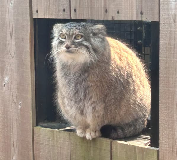 埼玉県こども動物自然公園【公式】🦘 on X