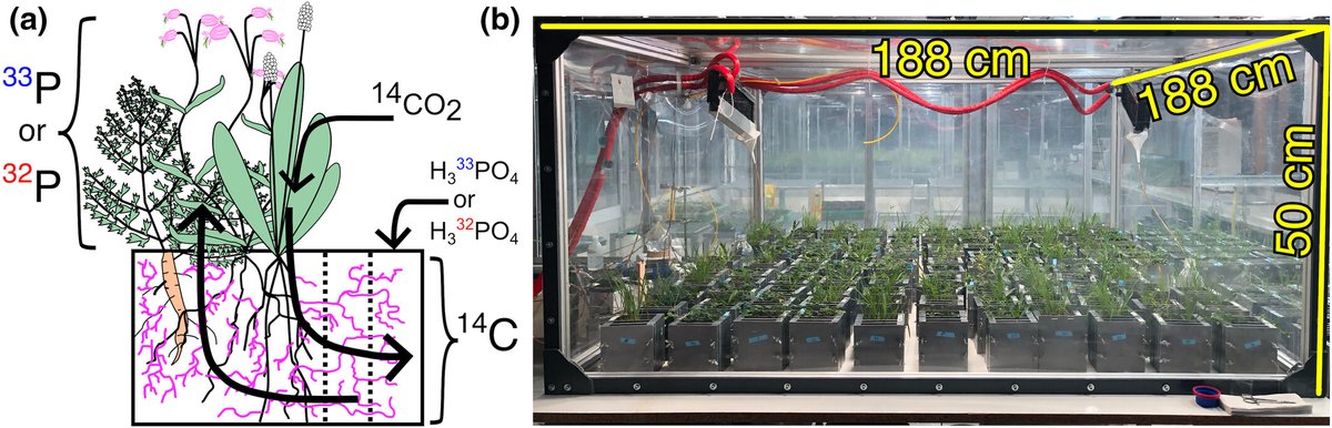 New Phytologist (@newphyt) on Twitter photo More bang for the buck: plant communities receive more P for less C with higher AMF diversity
Weber et al. <a href="/sporen_weber/">Sören Weber</a>
📖 nph.onlinelibrary.wiley.com/share/AHRWFZVQ… More bang for the buck: plant communities receive more P for less C with higher AMF diversity
Weber et al. <a href="/sporen_weber/">Sören Weber</a>
📖 nph.onlinelibrary.wiley.com/share/AHRWFZVQ…