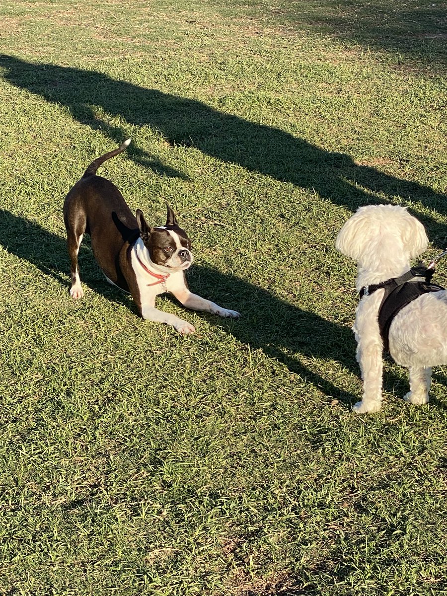 Playing in the park! Hope it’s sunny in your neighborhood! #dogs #EarthDay #dogsoftwitter