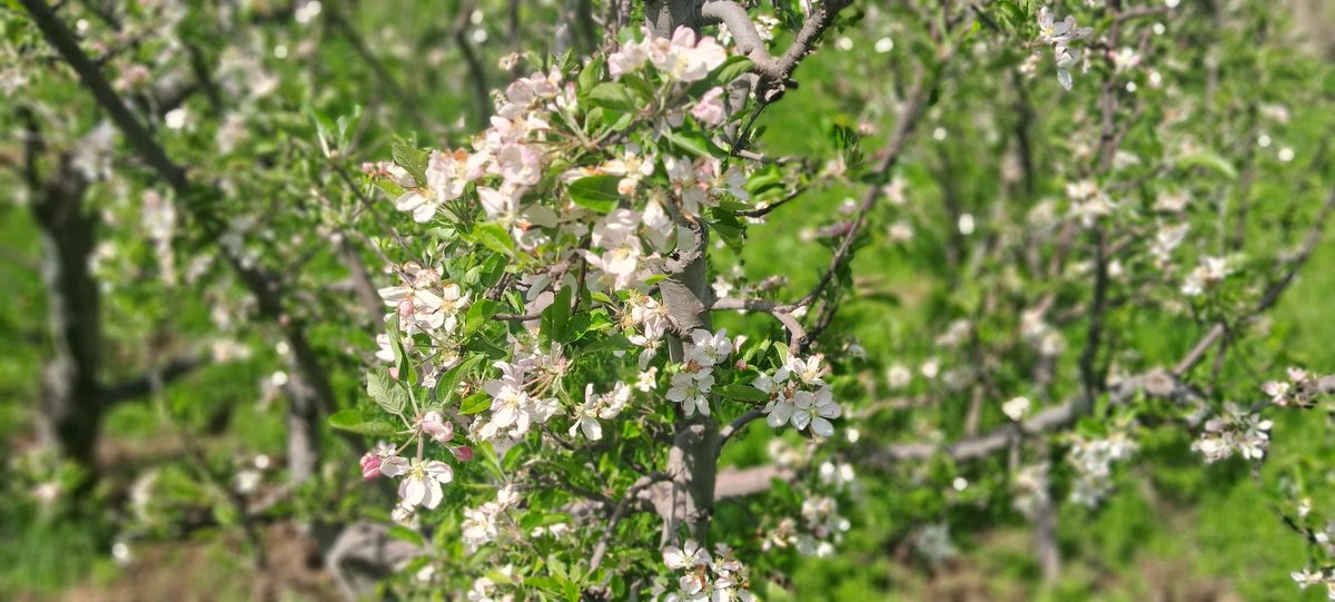 Captured some random pictures in the camera from my apple orchard.
#Shopian
#Apple
#Orchard