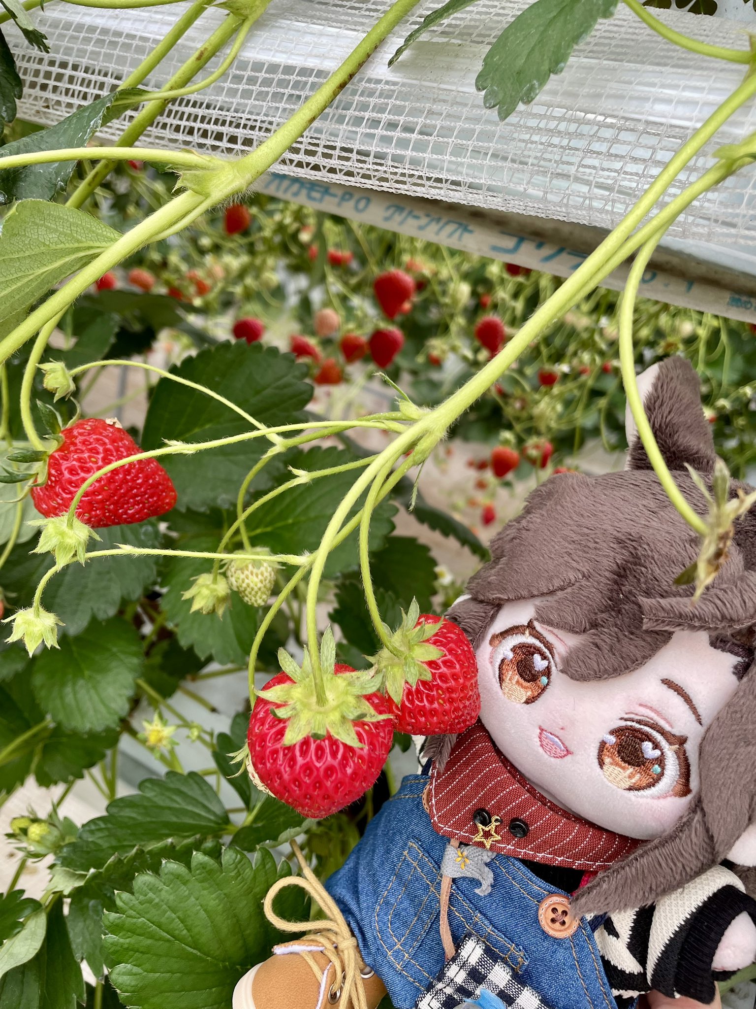 ちひろ🐰chihiron.bsky.social (@onakin_esper) / X