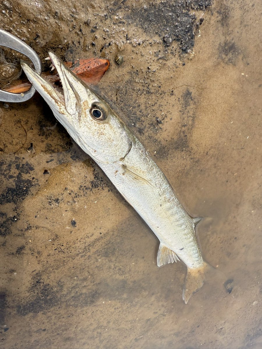 murachio's tweet image. 最終日はオカッパリゲーム！