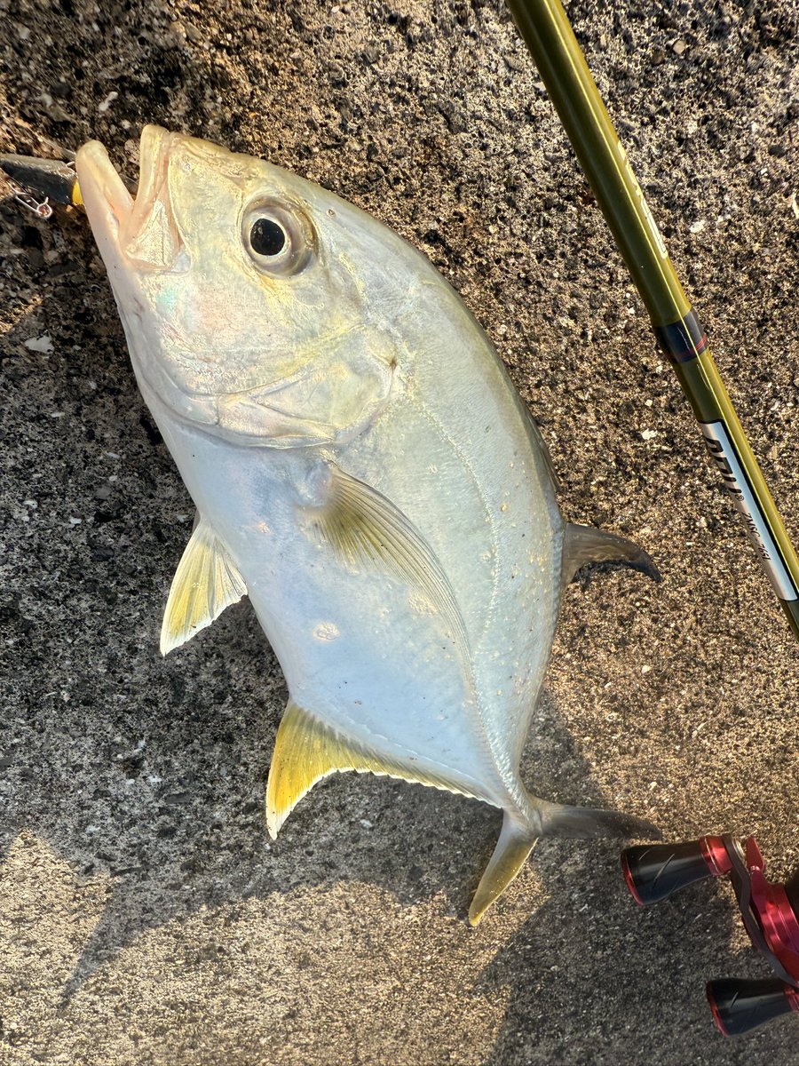 murachio's tweet image. 最終日はオカッパリゲーム！