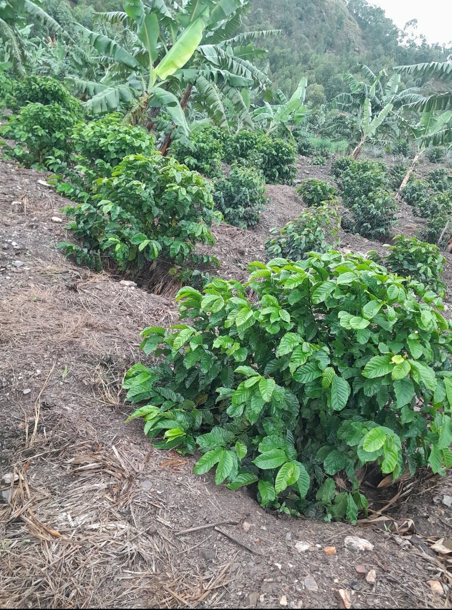 ByarugabaRemi's tweet image. Are you a farmer ready to grow with coffee? Birara Coffee is here to support you, from farm setup to market access. DM us for consultations & working contracts. Let’s grow together!
#Exploreuganda #FarmWithUs #SupportFarmers #CoffeeUganda #AgriBusiness #POATE25 #TellYourStoryUg