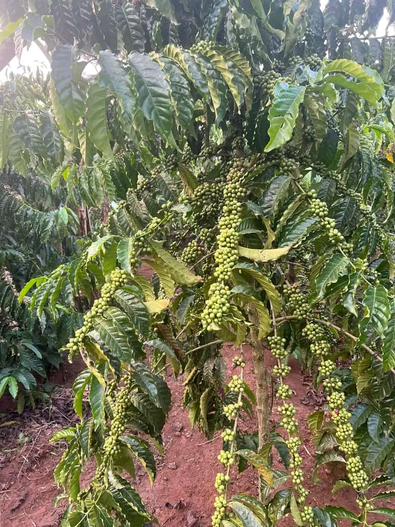 ByarugabaRemi's tweet image. Are you a farmer ready to grow with coffee? Birara Coffee is here to support you, from farm setup to market access. DM us for consultations & working contracts. Let’s grow together!
#Exploreuganda #FarmWithUs #SupportFarmers #CoffeeUganda #AgriBusiness #POATE25 #TellYourStoryUg