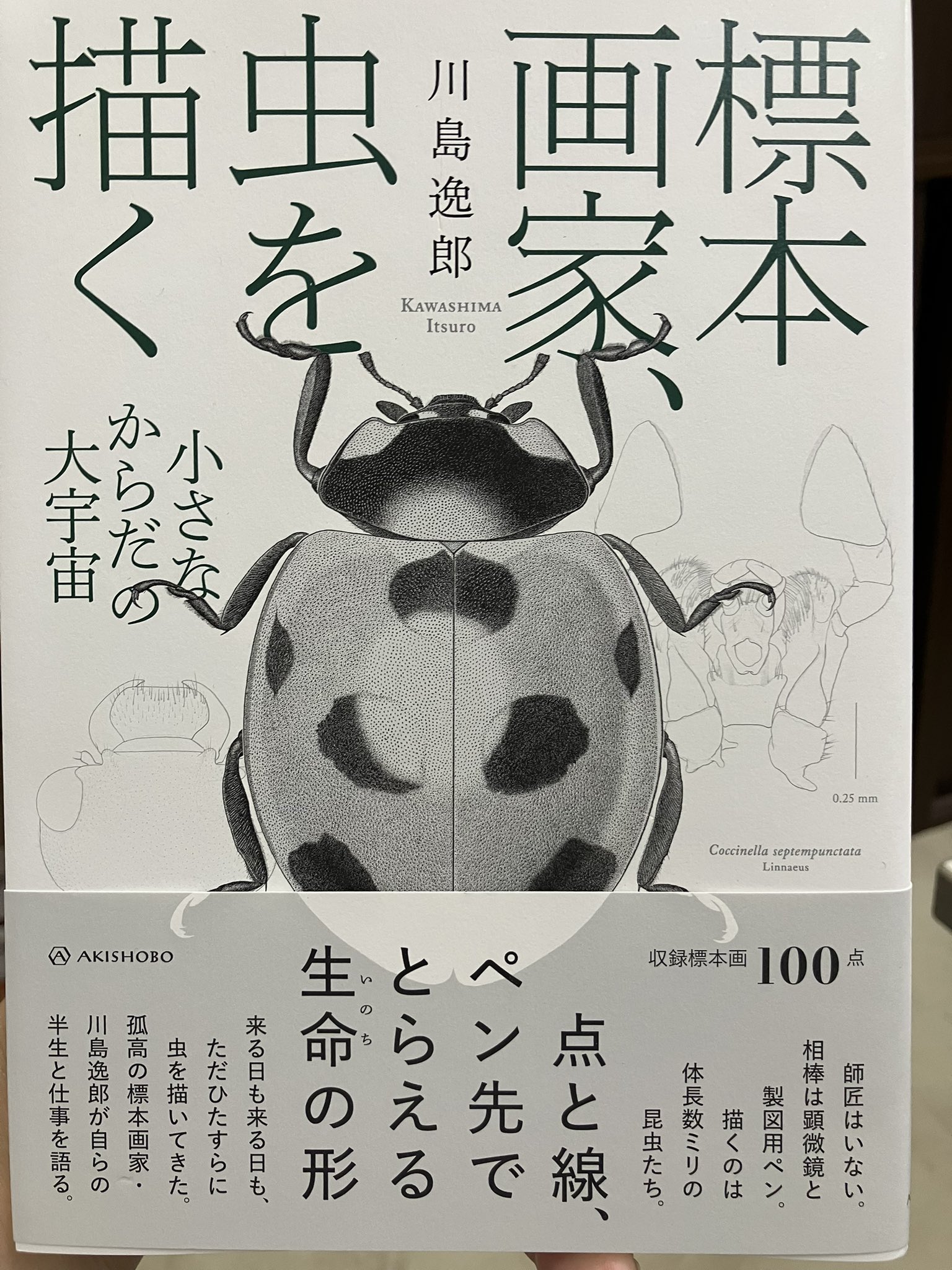 Amazon.co.jp: 異端の人類学 人間のかたち ヒトのタイプとすみ