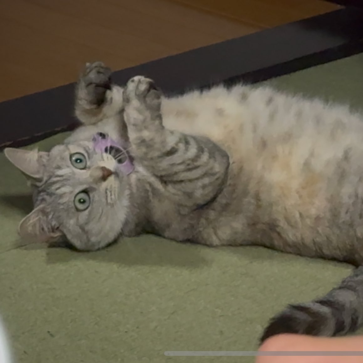 食いしん坊らむちゃん