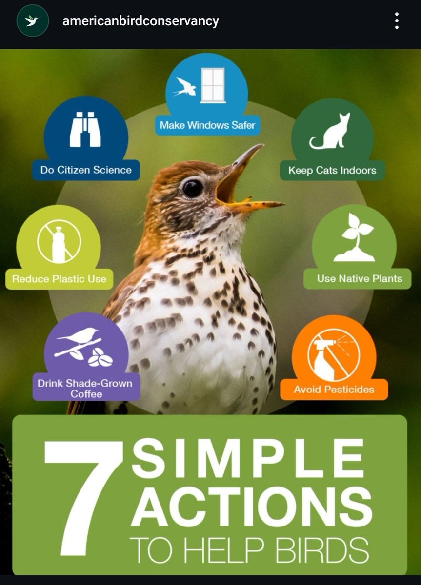 How to help birds
