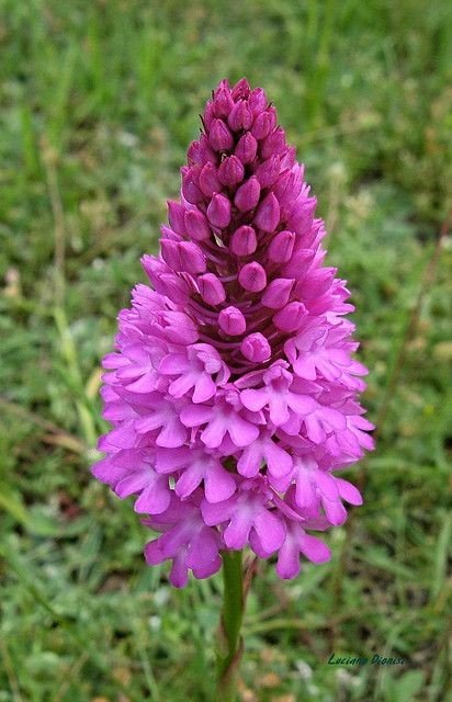 Naturepathway's tweet photo. A beautiful close-up of a Pyramidal Orchid (Anacamptis pyramidalis), showcasing its densely packed, cone-shaped flower spike in vibrant shades of pink and purple, set against a soft green background. #PyramidalOrchid #Orchis #PinkFlowers #PurpleFlowers https://t.co/sJBiyKYpI5