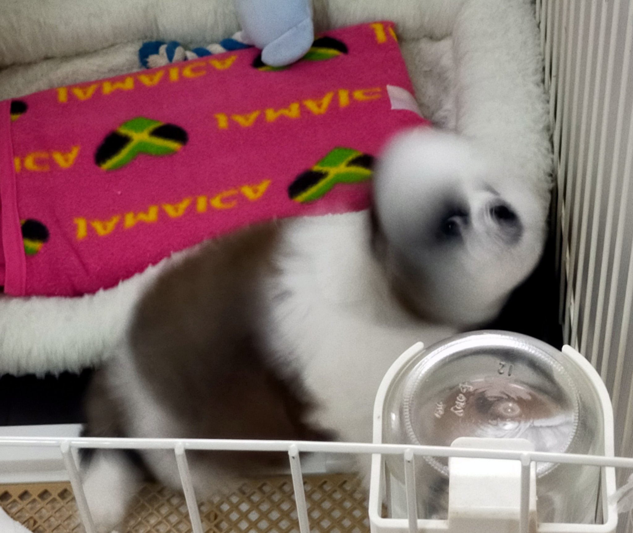 【SOLD】ネモフィラ ⚘ わんちゃん バスケット   シーズー SOLD】ネモフィラ ⚘ わんちゃん バスケット シーズー