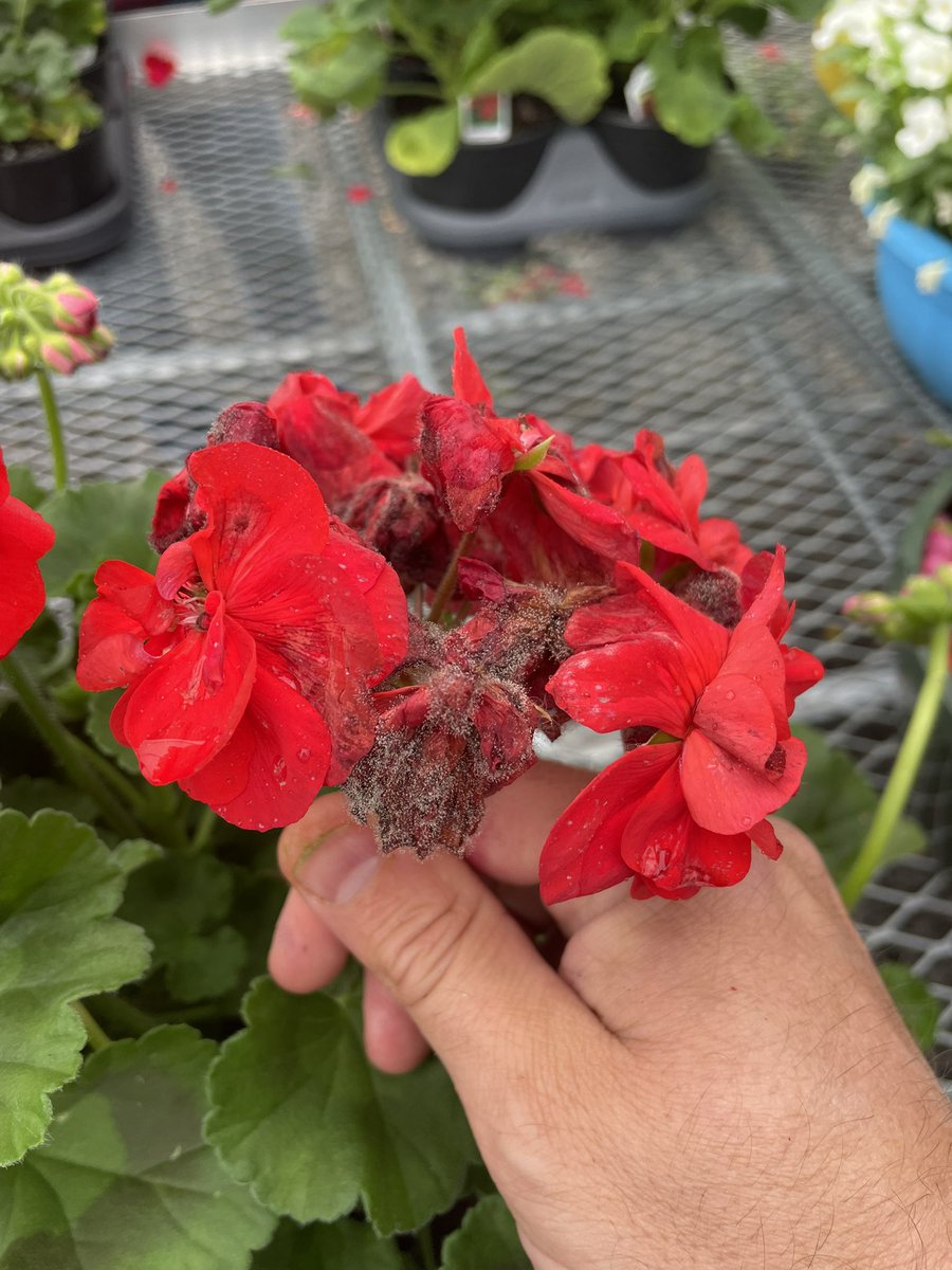 Lucas Holman tweet media