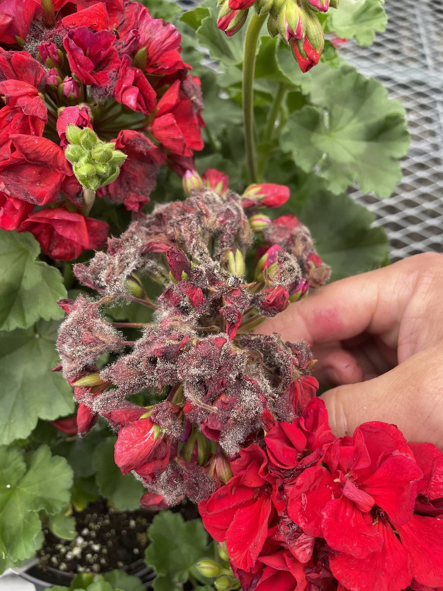 Lucas Holman tweet media