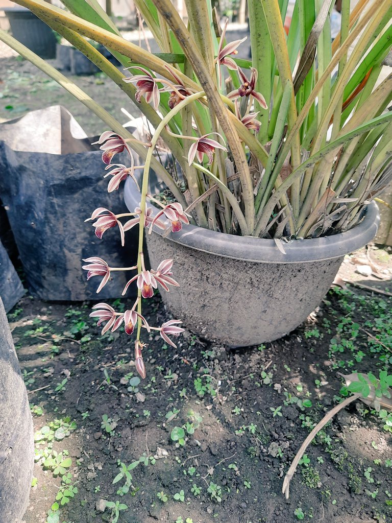 oshine_mella's tweet photo. 2 tahun yang lalu beli anggrek tanah ini dengan harga 5ribuan, setiap hari kurawat, ku lap lap daunnya aku bersihkan. tapiiii karena tak kunjung berbunga jadi agak malas aku merawatnya 😉, 
Aku biarkan dia beradaptasi sendiri dg lingkungan disini

#anggrektanah #anggrek #orchid https://t.co/YMRnDi28yL