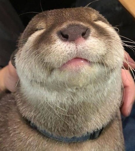 DINOTTER !!!