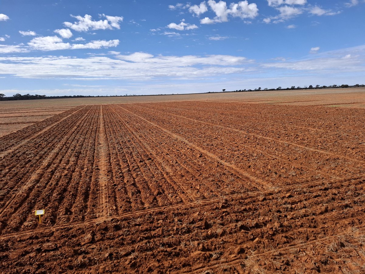 Wilkyrichard1's tweet photo. Early wheat NVT in the ground at Southern Cross, supported by good subsoil moisture and rain on the horizon. Will be interesting to see whether this translates to a yield advantage or a penalty compared to main season sowings. #NVTProvider #LivingFarm #GRDCwest https://t.co/0eDREsDIj1