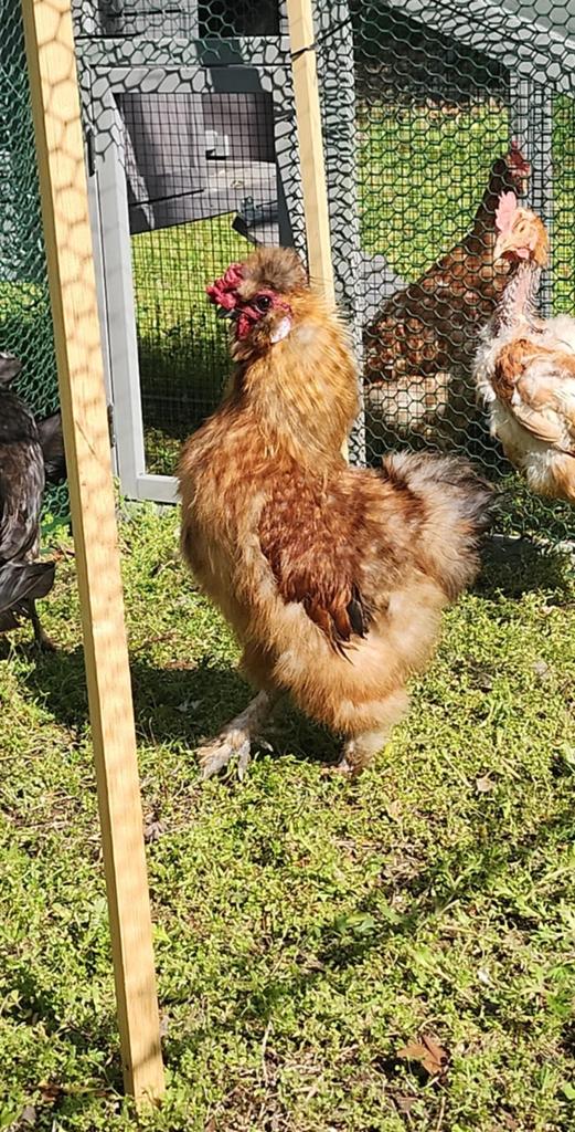 DieselGurl1998's tweet photo. I dream of a better tomorrow, where chickens can cross the road and not be questioned about their motives 🤣🙏#cooplife #chickens #DIYcoop #HappyEaster #fresheggs #happyhens 

My girls have me my first 2 eggs 🥚 🧡 https://t.co/UaF8zzXa0A