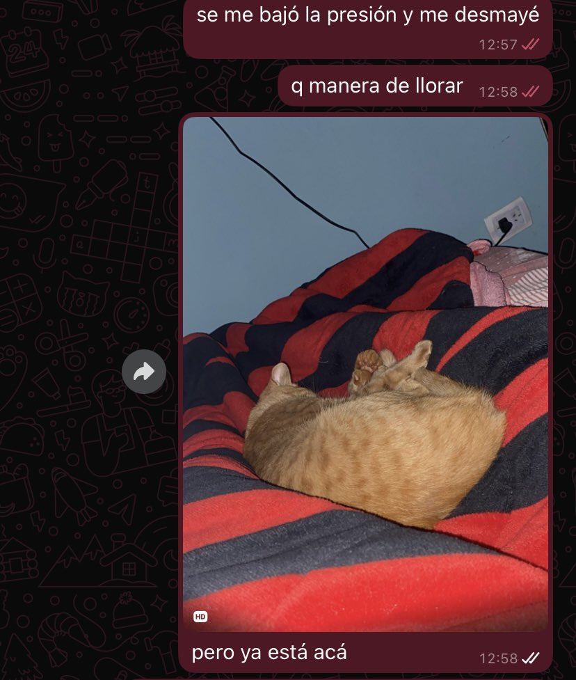 AmarillaaPaloma's tweet image. SE DESMAYABA PORQUE NO ENCONTRABA AL GATO #dramatica