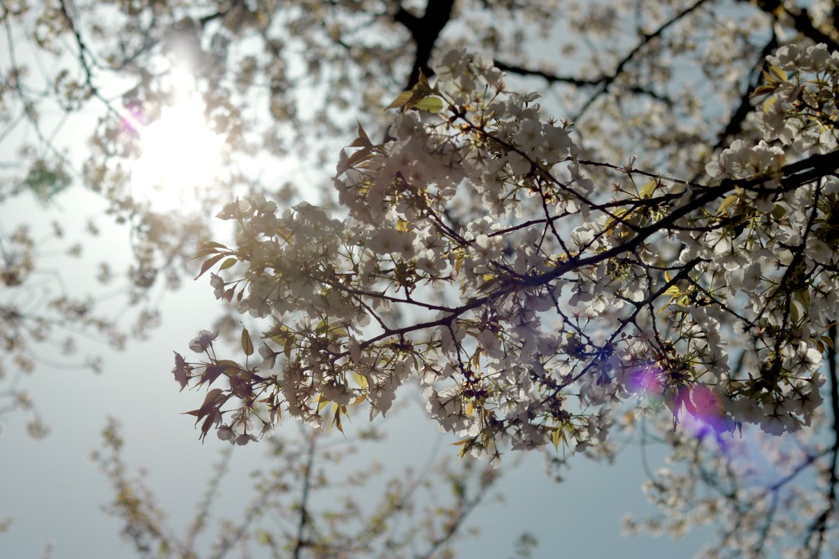 可愛い桜撮れた🌸