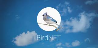 📡🐦‍⬛The <a href="/ctforestal/">CTFC</a> researcher Cristian Pérez-Granados publishes a Forum where he concludes that confidence scores of bird song recordings made with #BirdNET decrease with the distance from the bird to the recorder 👇
doi.org/10.13157/arla.… #ornithology #birds