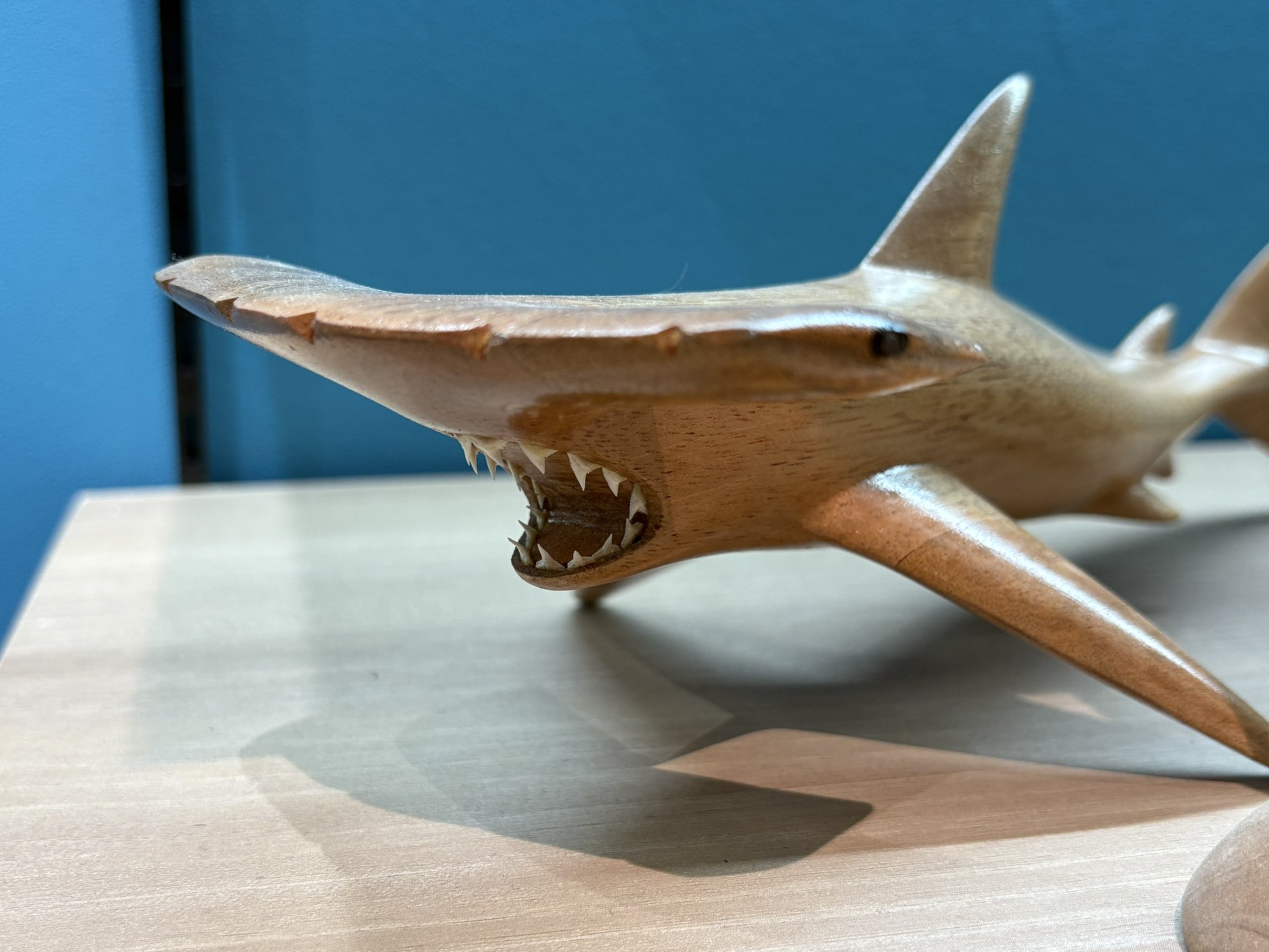 サメ 歯 顎 標本 インテリア