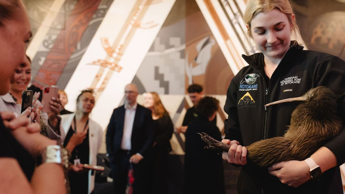 Waiheke’s kākā are louder than ever — and it’s something to celebrate. Ngā mihi to everyone contributing their time, knowledge, and care to protect our precious species. Read the full article: bit.ly/3YEfqOA  📷 NZ Herald / Sara Tansy