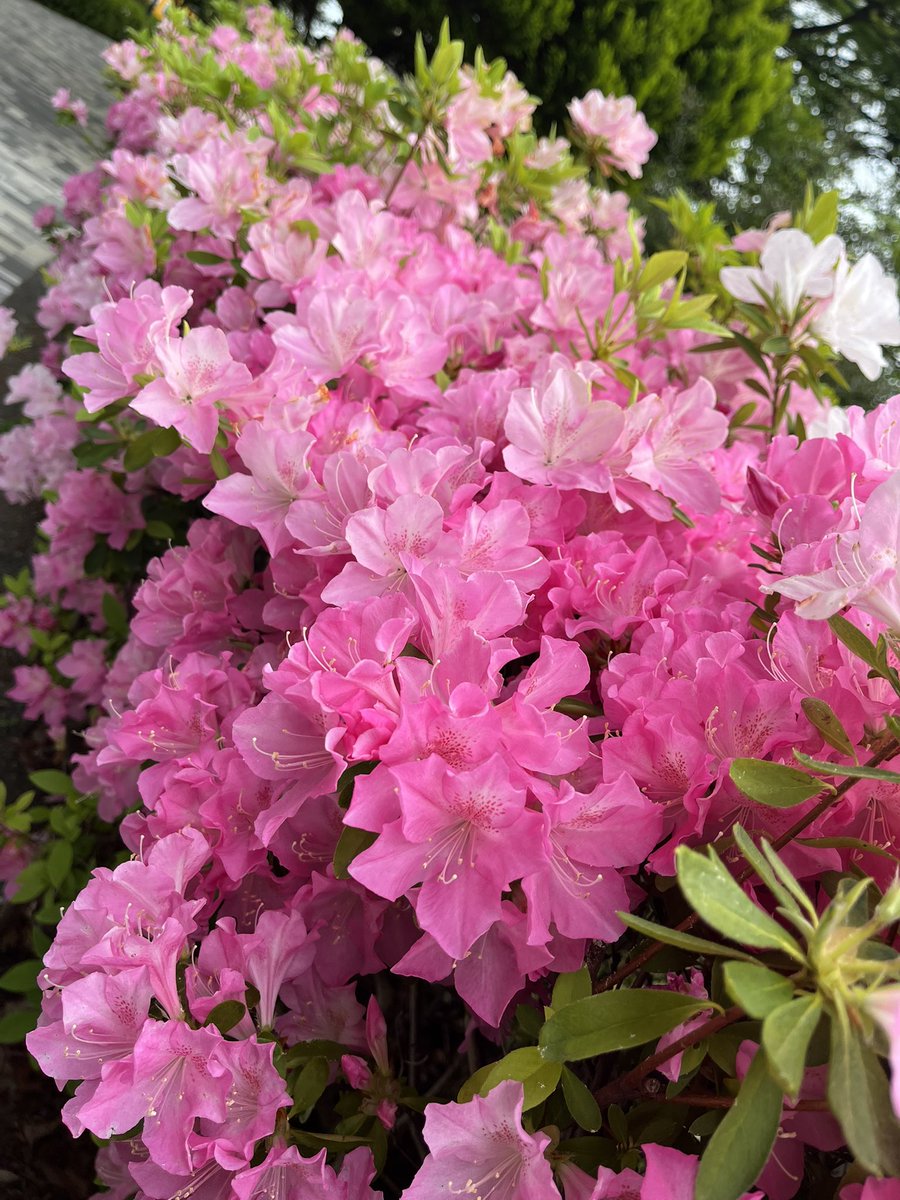 家の前のつつじが綺麗に咲いてくれてる…🌸ほんとに可愛くて癒される…妖精とか座ってそう

 #花
 #ツツジ