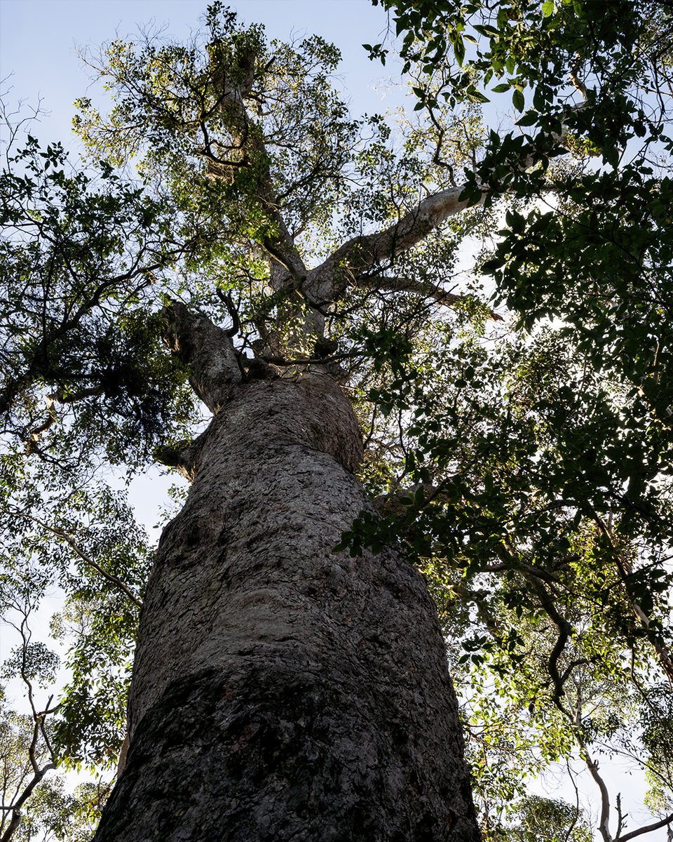 gointerstate's tweet image. Get to the end of Granite Skywalk and you&apos;re met with picturest views, but there is plenty to see on the way up. Giant boulders, beautiful big trees and moss in unexpected places 🌿⁠
⁠
gointerstate.com.au