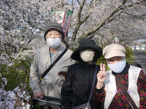 smnlighthouse's tweet photo. 三刀屋河川敷公園に花見に出掛けました。
奇麗でとても見頃でした。
＃島根ライトハウス　　　　　　　　　　　　　　　　　　　　　　　　　　　　　　　　　　　　　＃かんなび園　　　　　　　　　　　　　　　　　　　　　　　　　　　　　　　　　　　　　　　　　　　＃花見 https://t.co/51G107UOoi
