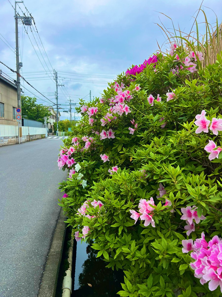 tech_tachibana's tweet photo. こんにちは😃
八尾工場です🏭

八尾工場の前には
綺麗なお花が🌸

毎年恒例の眺めです。

見ているだけで癒され、
美しく感じますよね✨

#花
#ツツジ
#つつじ
#八尾
#東大阪
#ものづくり
#製造業
#中小企業
#企業公式春のフォロー祭り https://t.co/6vE4P48MPT