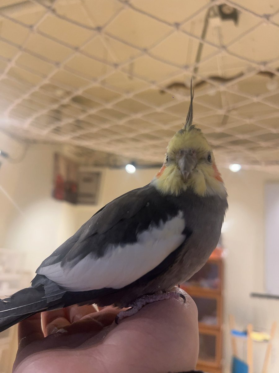 在鸟咖体验了一下老北京大爷养鸟的快乐。
哪哪都好，就是鸟随地大小拉💩接受不了。