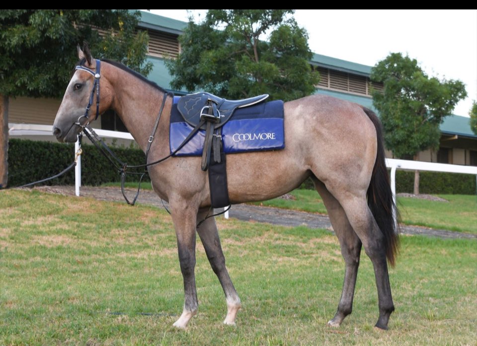 Evan Henley. (@evanhenley3) on Twitter photo Congratulations to Ingham Racing and <a href="/cwallerracing/">Chris Waller Racing</a> on a marvellous win with MIGNONETTE 💫 Congratulations to Ingham Racing and <a href="/cwallerracing/">Chris Waller Racing</a> on a marvellous win with MIGNONETTE 💫