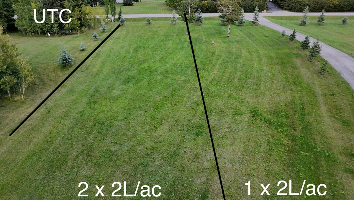 #Amalgerol Essence #biostimulant supports healthy #lawn and #turf. 1st app on May 5 (2L/ac with Par 3) with a 2nd app on July 3 (2L/ac prior to prolonged #heat and #drought #stress). Images are from May 12, May 21 and September 18 (drone images). <a href="/amalgerol/">Amalgerol</a> <a href="/MelAMALGEROL/">Biostim Belle</a>