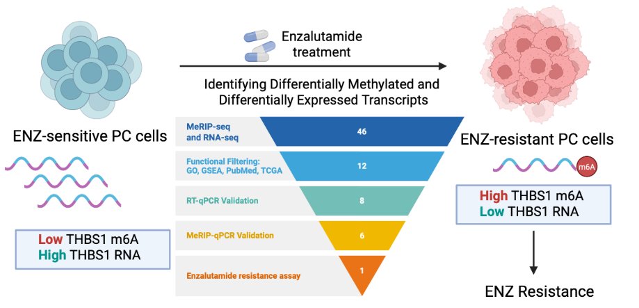 Cancer Heterogeneity and Plasticity (@chp_journal) on Twitter photo New study reveals THBS1 as a key regulator of enzalutamide resistance in prostate cancer! By combining transcriptomic & epitranscriptomic profiling, we identify potential new therapeutic targets. 🔗 doi.org/10.47248/chp25…
 #CancerResearch #DrugResistance #m6A #Oncology New study reveals THBS1 as a key regulator of enzalutamide resistance in prostate cancer! By combining transcriptomic & epitranscriptomic profiling, we identify potential new therapeutic targets. 🔗 doi.org/10.47248/chp25…
 #CancerResearch #DrugResistance #m6A #Oncology