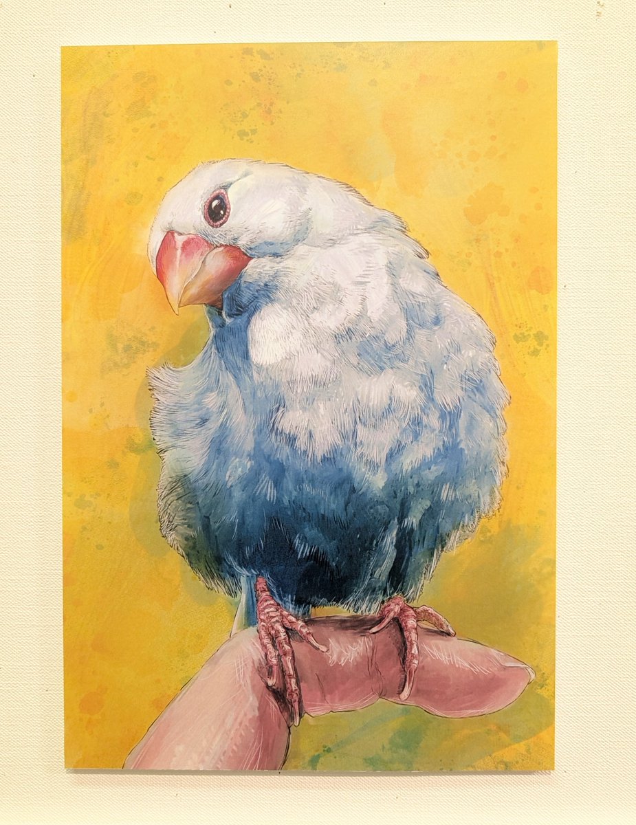 torikameinu's tweet photo. セミさんの個展、以前に依頼して描いて頂いたふわふわ文鳥の絵も大きなパネルで飾ってもらってるよ。至高のふわふわボディと魅惑のアーモンドアイ。 https://t.co/2M6jcp1EUu
