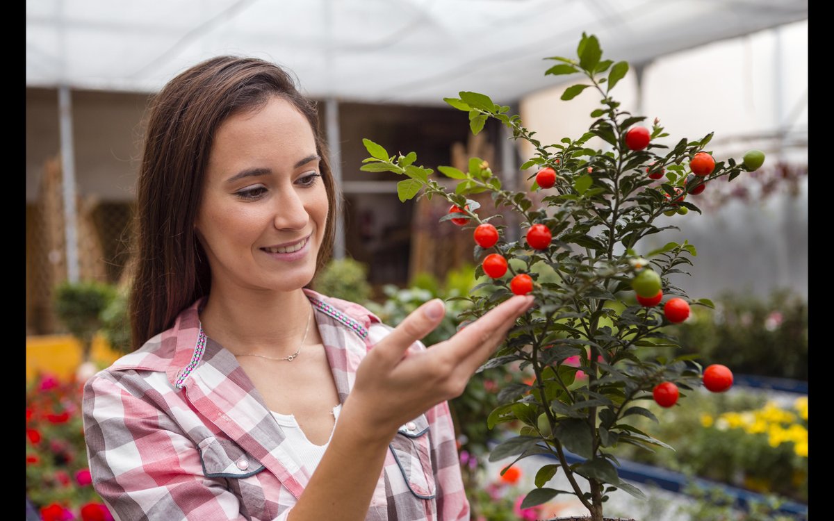 Helenanelson16's tweet image. Enhance your orchard’s productivity with Global BioAg Innovations’ natural solutions for fruit development. Boost size, taste, and yield with our sustainable biofertilizers.
Visit Now:- bioaginnovations.com/innovations/

#FruitDevelopment #GlobalBioAg #SustainableFarming #CropInnovation