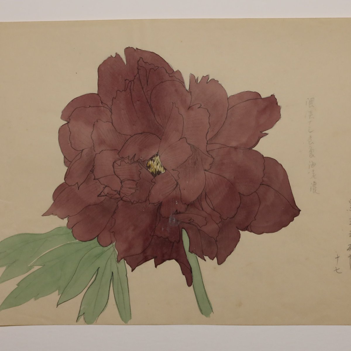 山口蓬春《#富貴花》昭和25年(1950)#奈可田 蔵 《富貴花》は今回、初