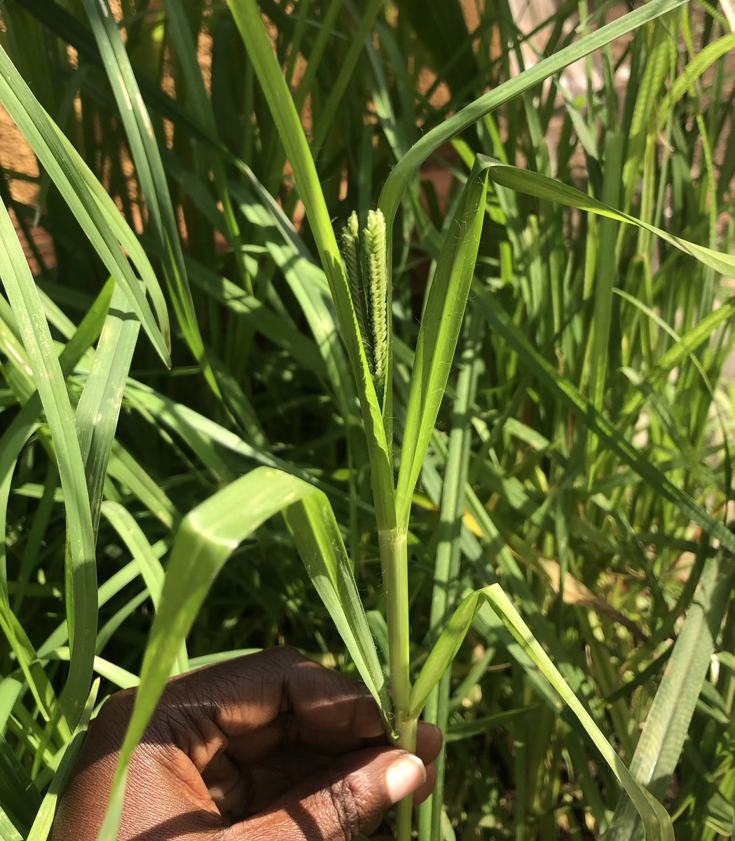 KIKAZI PRODUCTS ๐บ๐ฌ (@kikaziproducts) on Twitter photo "When the finger millet ripens, the community feasts."
To #Millet is to live ๐๐๐ค
#SuperFood #RootedInTradition #GrainsOfHope #IYM2023
<a href="/IYM2023/">International Year Of Millets 2023</a> "When the finger millet ripens, the community feasts."
To #Millet is to live ๐๐๐ค
#SuperFood #RootedInTradition #GrainsOfHope #IYM2023
<a href="/IYM2023/">International Year Of Millets 2023</a>