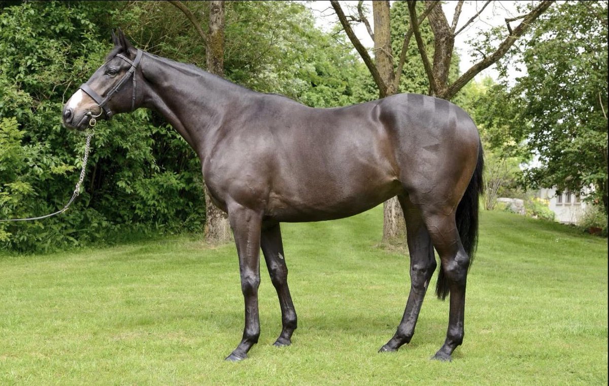 Spaces available for store and yearling preparation for forthcoming sales. We also offer R&amp;R and pre training services.