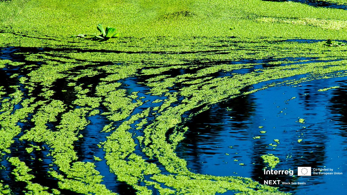 BlackSeaBasin's tweet photo. #BlackSeaBasin project #AlgaeRevive invites researchers, professionals, policymakers, and innovators to contribute to the International Conference: From Algae to Action: Reviving Ecosystems for a Sustainable Tomorrow! 👉https://t.co/EEHDS29Byn https://t.co/9hci71GkcE