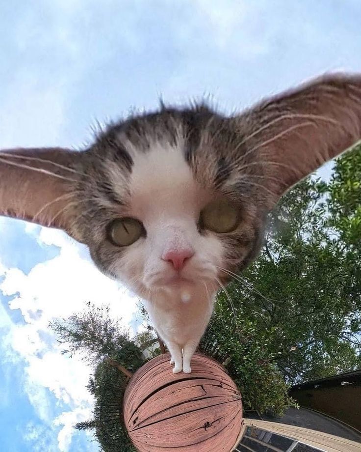 animals going goblin mode (@mischiefanimals) on Twitter photo 